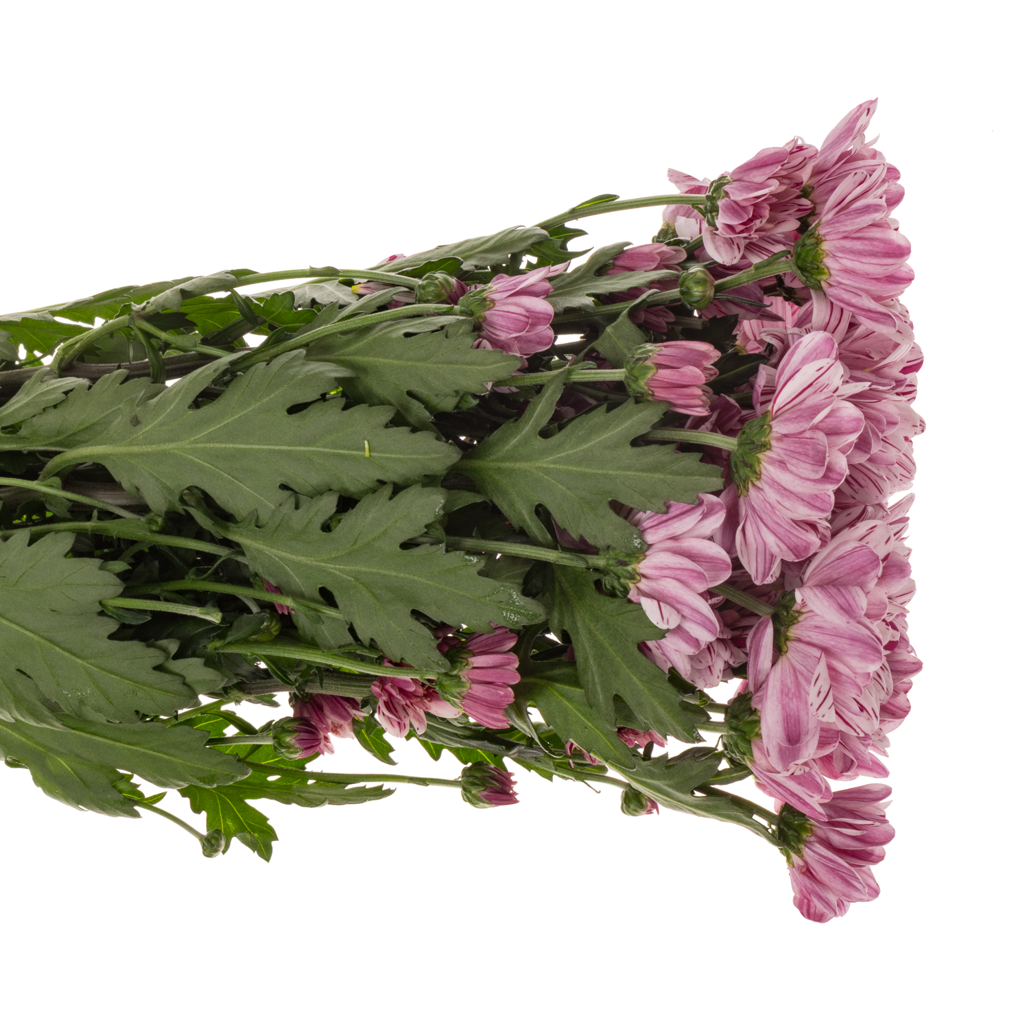 Chrys.Tros creme weiss-lila Festival 80Gramm 70cm