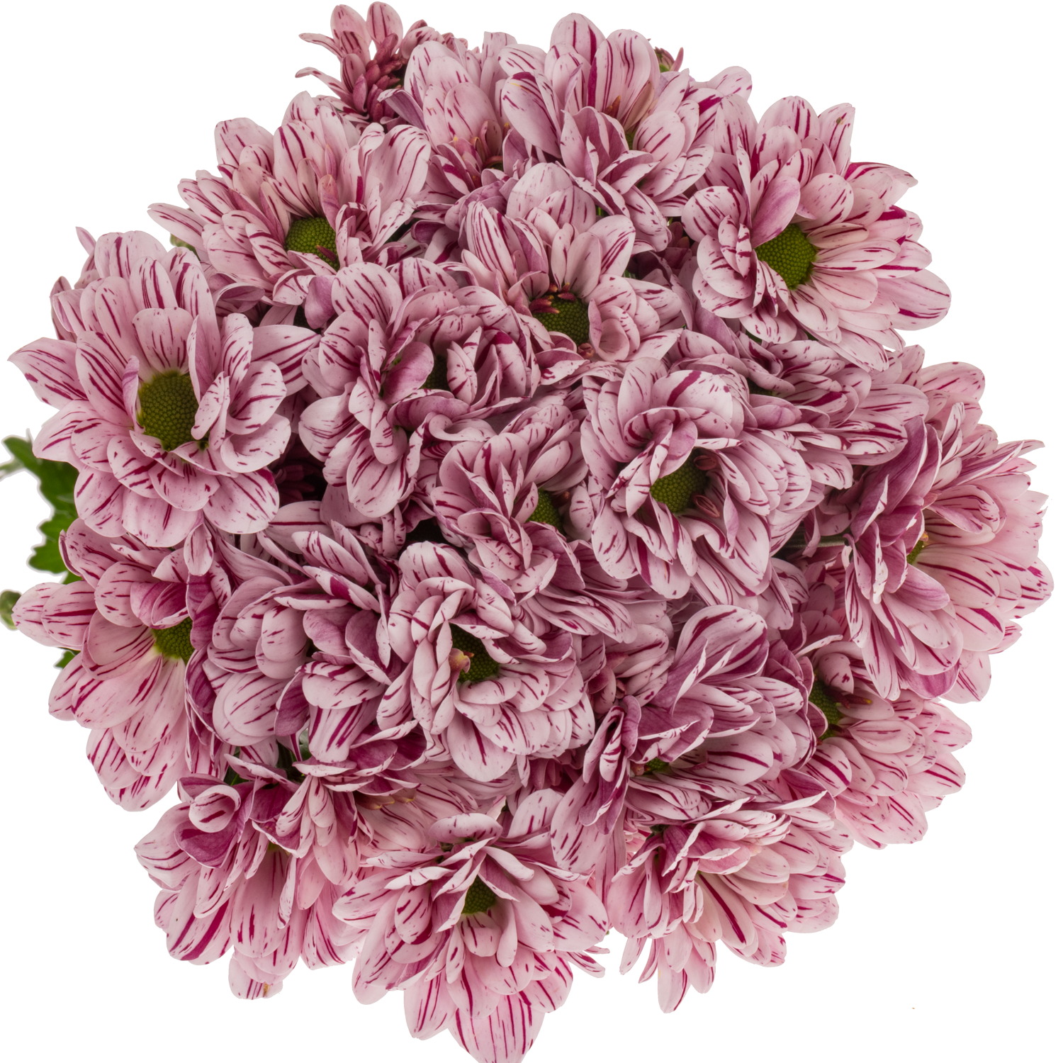 Chrys.Tros creme weiss-lila Festival 80Gramm 70cm