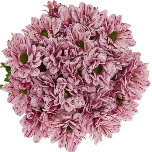 Chrys.Tros creme weiss-lila Festival 80Gramm 70cm