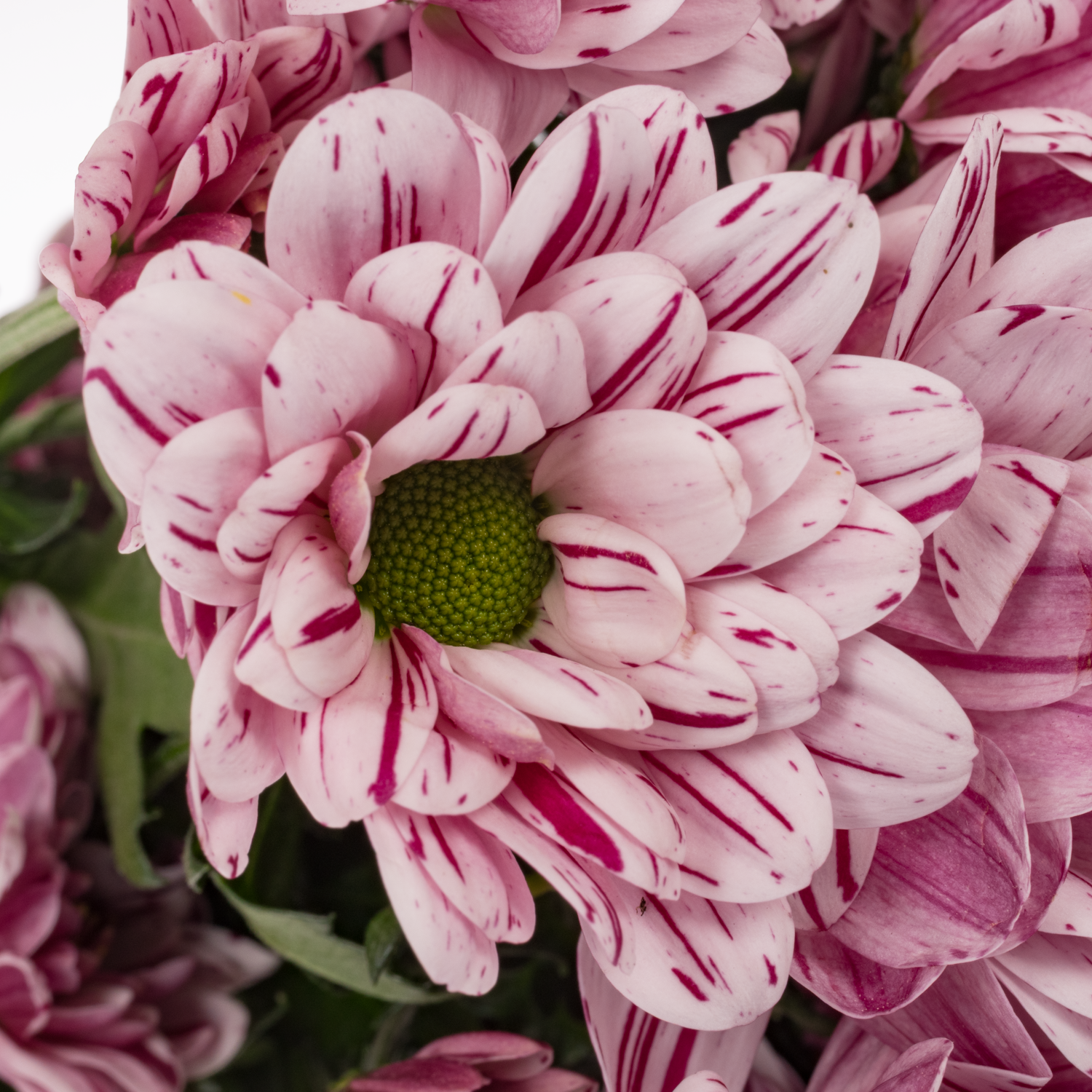 Chrys.Tros creme weiss-lila Festival 80Gramm 70cm