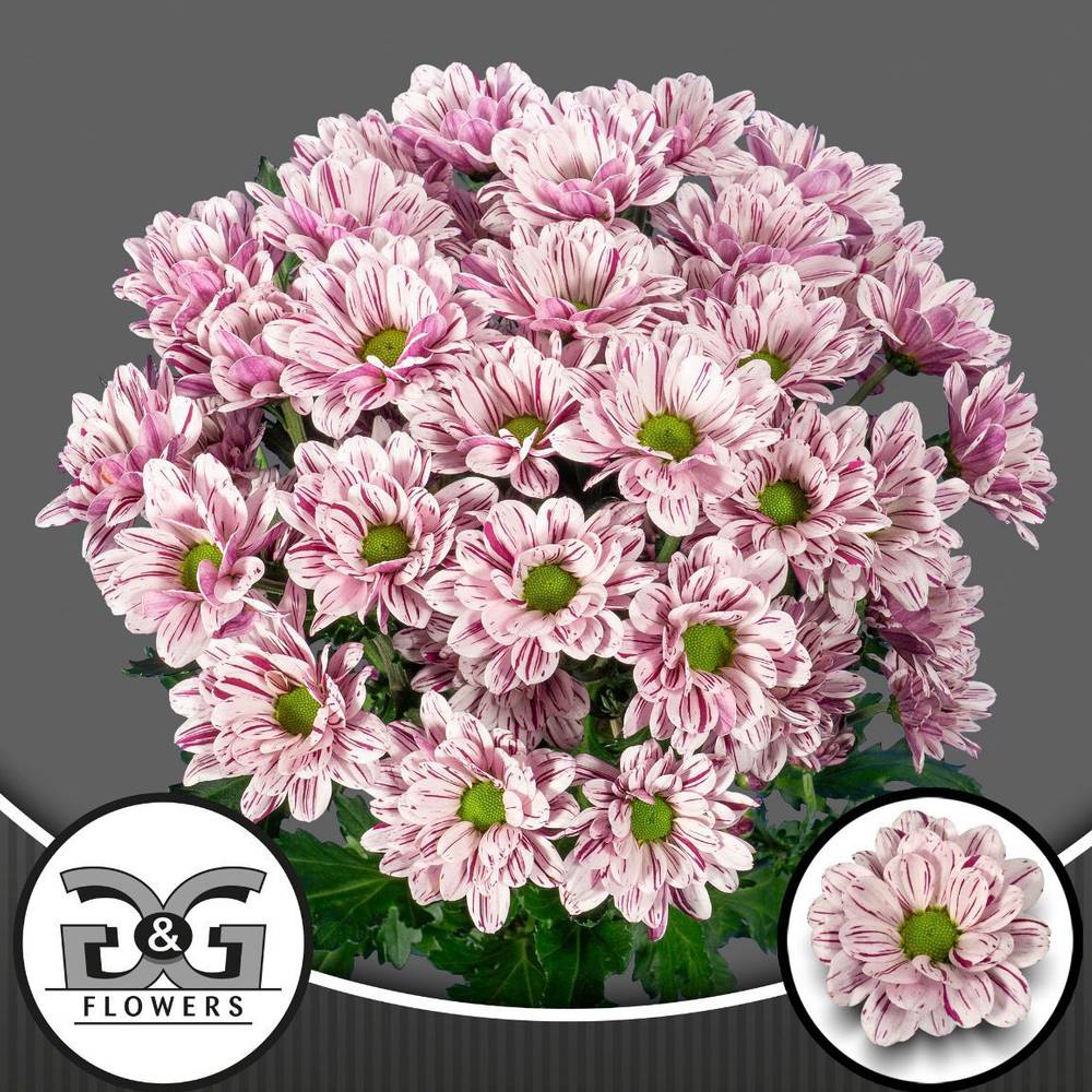 Chrys.Tros creme weiss-lila Festival 80Gramm 70cm