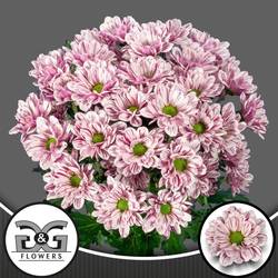 Chrys.Tros creme weiss-lila Festival 80Gramm 70cm