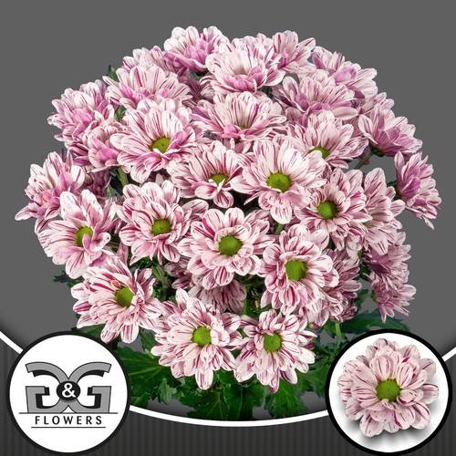 Chrys.Tros creme weiss-lila Festival 80Gramm 70cm