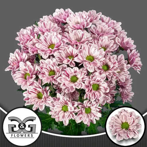 Chrys.Tros creme weiss-lila Festival 80Gramm 70cm