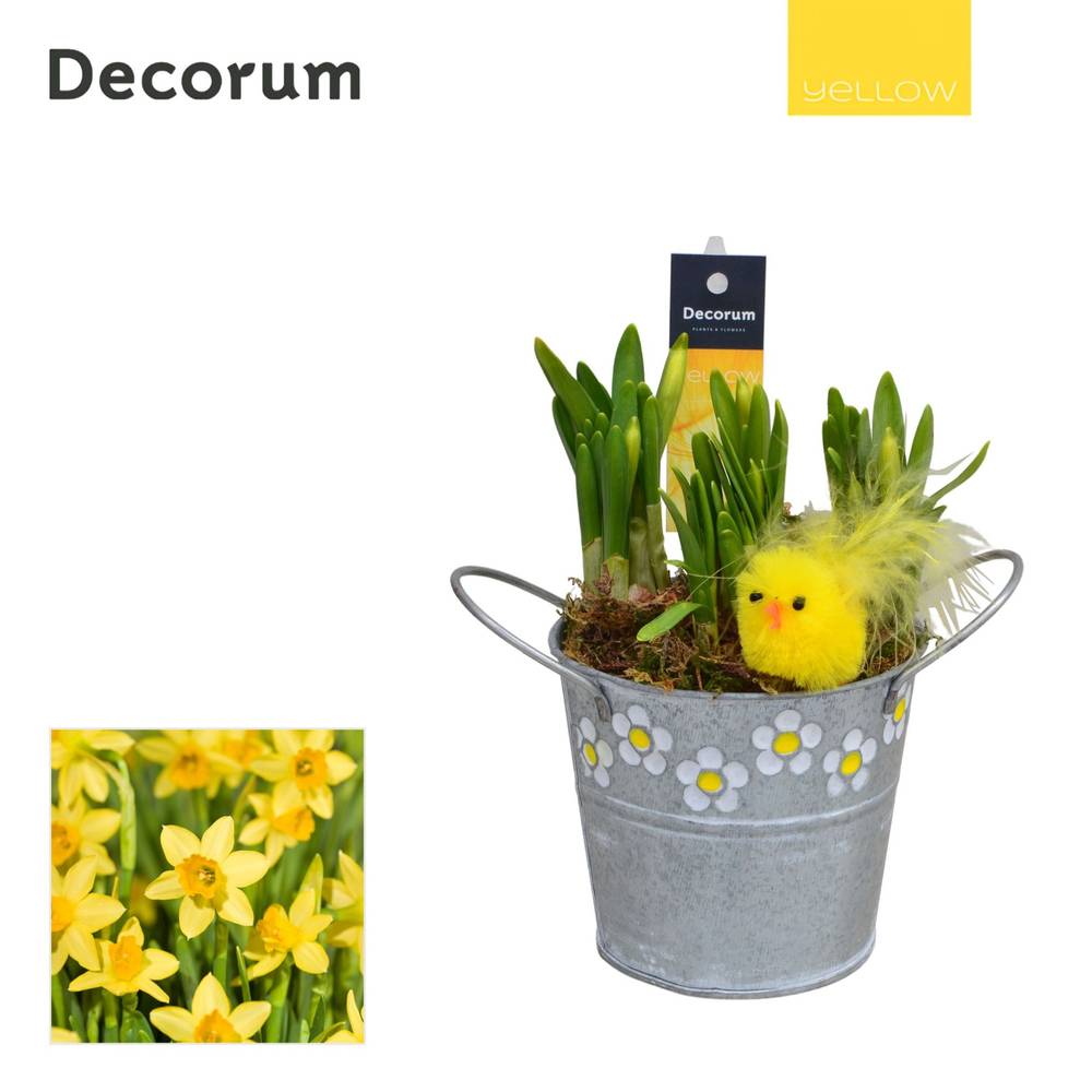 Narzis.Arr HL15475 Ostern T10 H016