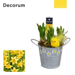 Narzis.Arr HL15475 Ostern T10 H016