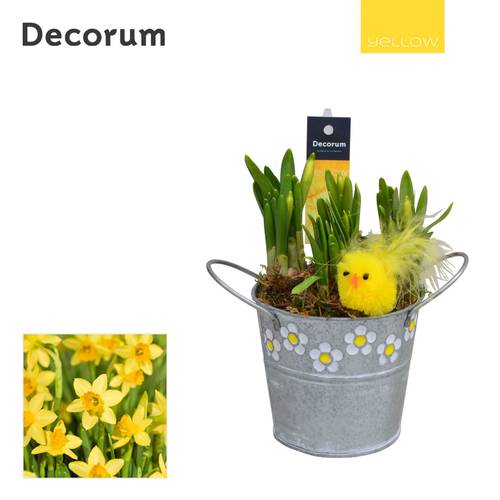 Narzis.Arr HL15475 Ostern T10 H016