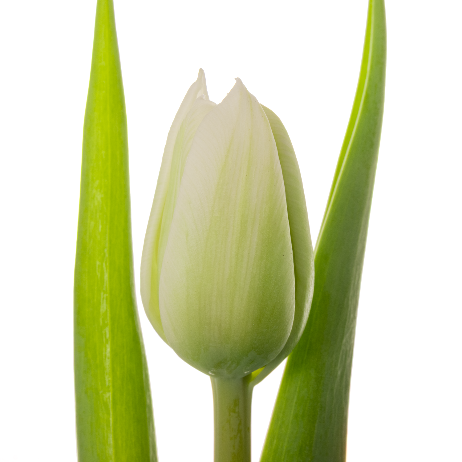 Tulpe weiss doppel Mondial 30 Gramm