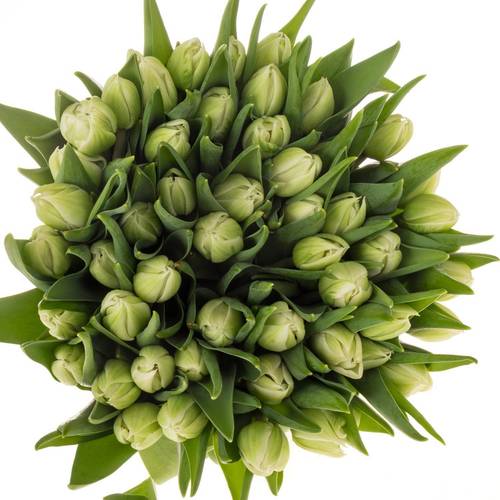 Tulpe weiss doppel Mondial 32 Gramm