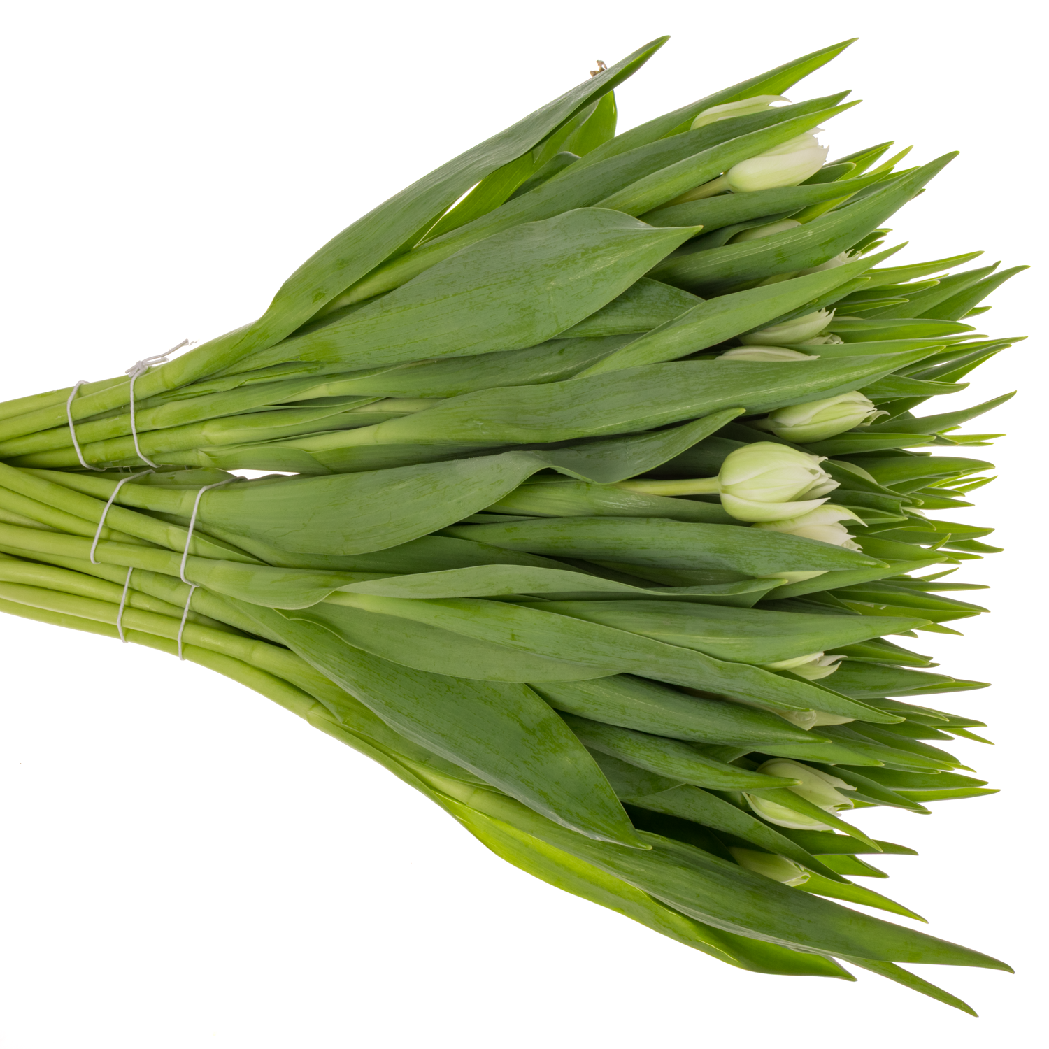 Tulpe weiss doppel Mondial 30 Gramm