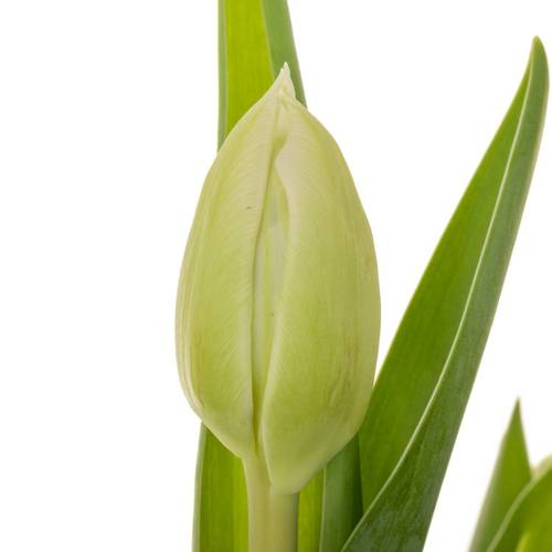 Tulpe weiss doppel Mondial 32 Gramm