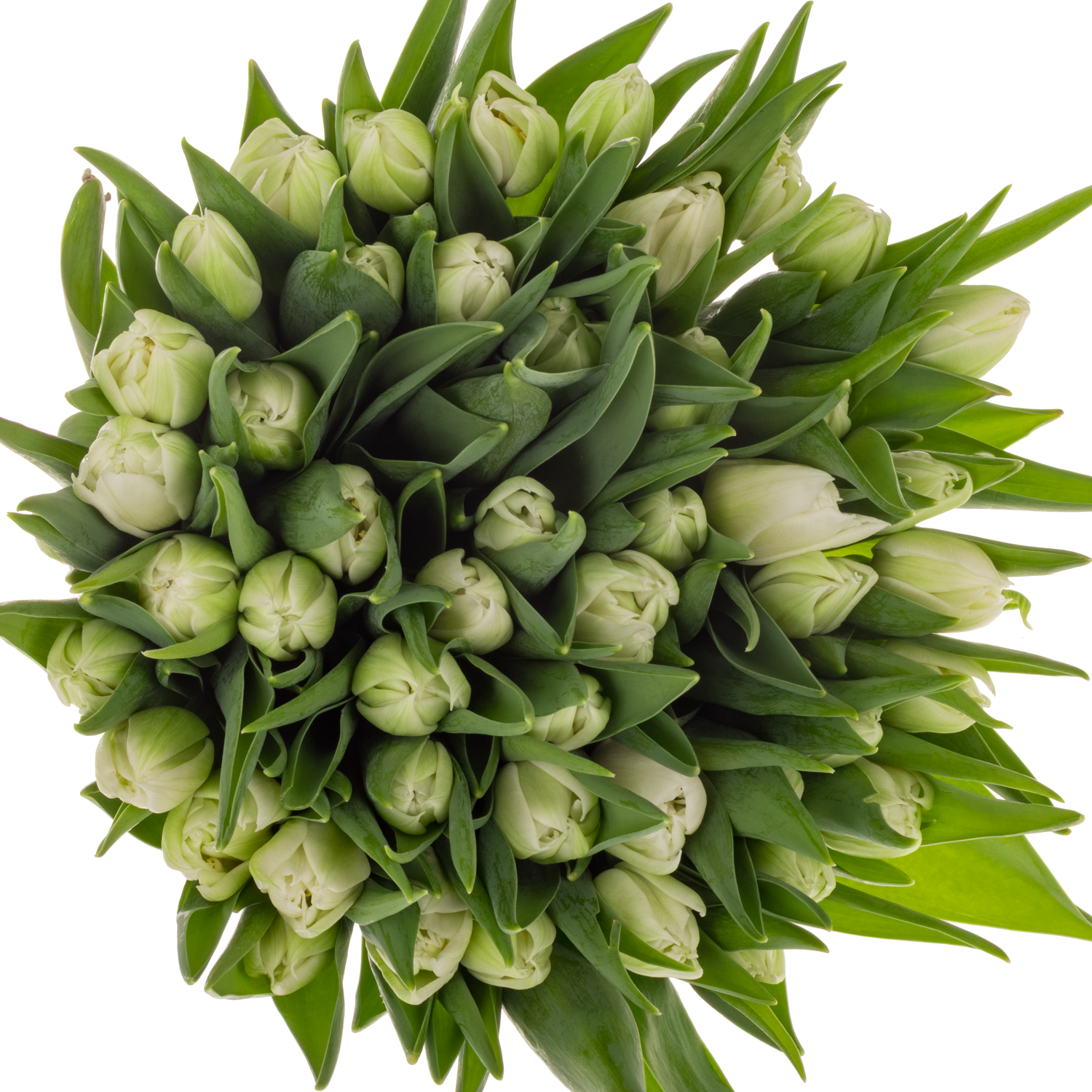 Tulpe weiss doppel Mondial 30 Gramm