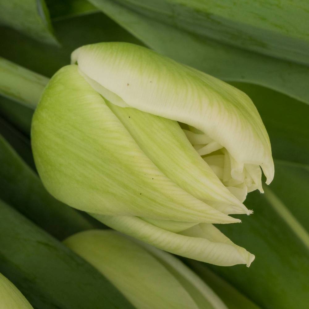 Tulpe weiss doppel Mondial 32 Gramm