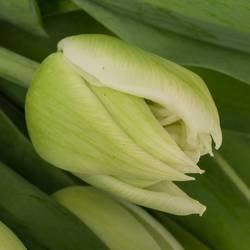 Tulpe weiss doppel Mondial 32 Gramm