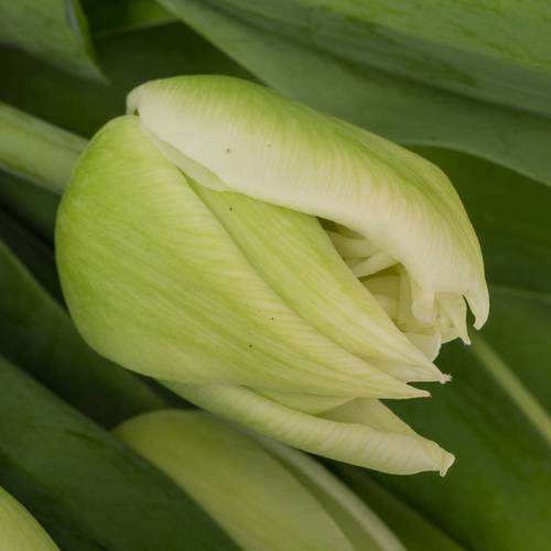 Tulpe weiss doppel Mondial 32 Gramm