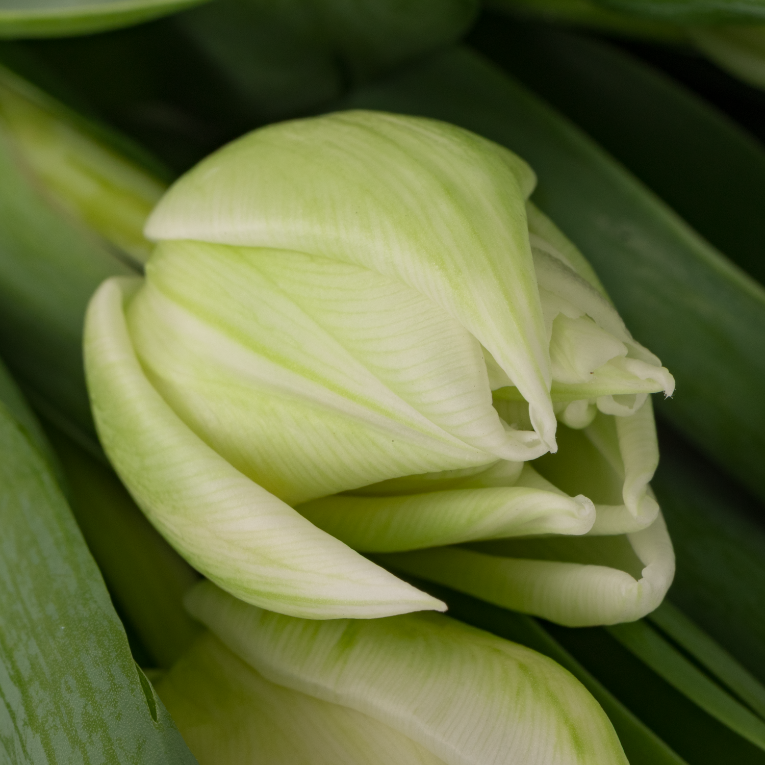 Tulpe weiss doppel Mondial 30 Gramm