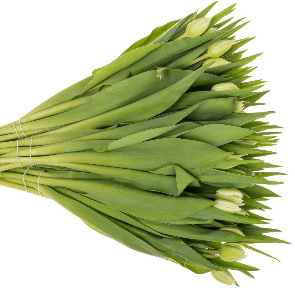 Tulpe weiss doppel Mondial 32 Gramm