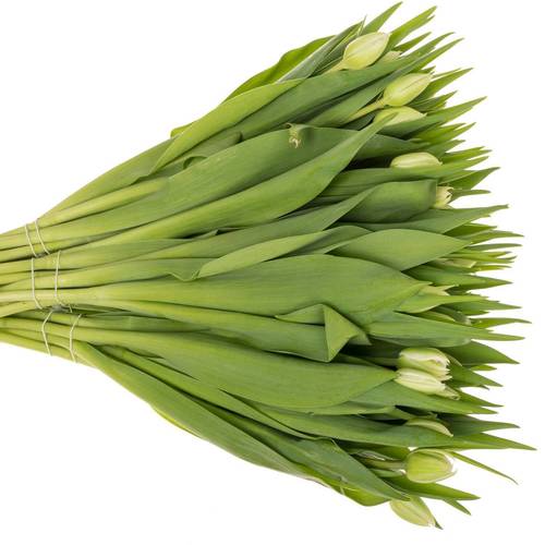 Tulpe weiss doppel Mondial 32 Gramm