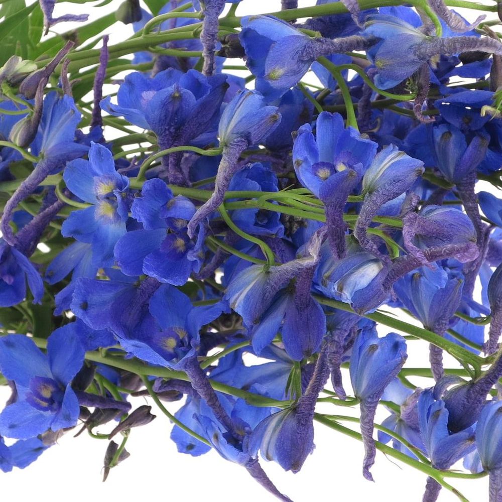 Delphinium blau Donna 60cm