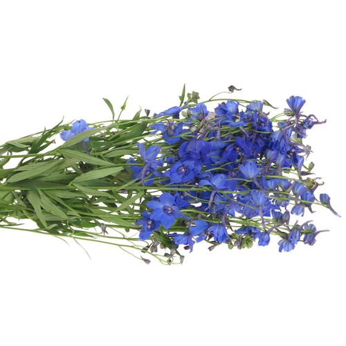 Delphinium blau Donna 60cm