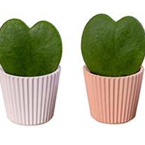 Hoya Kerrii im Keramik I66222 T06 H015