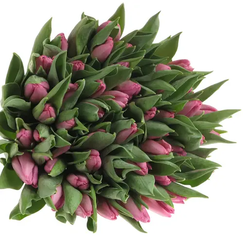 Tulpe pink Sugar Prince 32 Gramm
