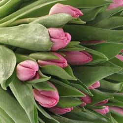 Tulpe pink Sugar Prince 32 Gramm