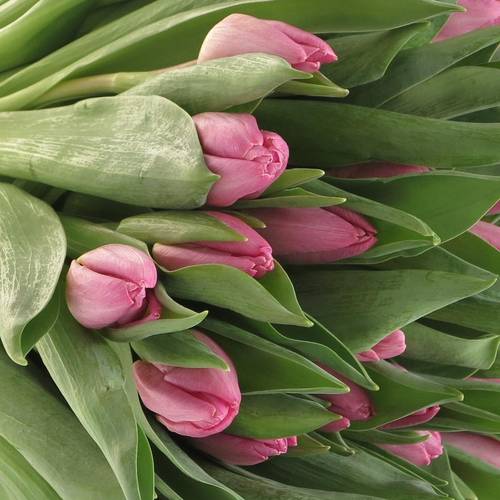 Tulpe pink Sugar Prince 32 Gramm