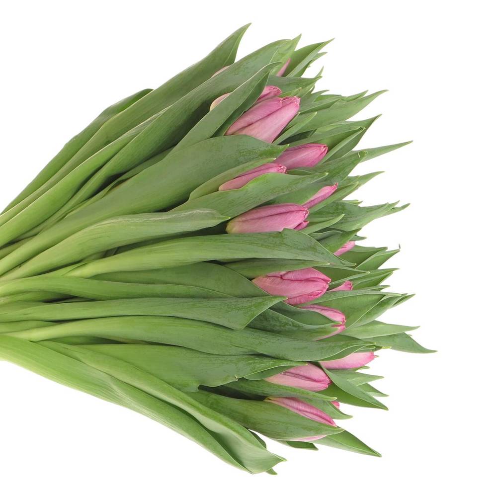 Tulpe pink Sugar Prince 32 Gramm