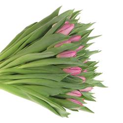 Tulpe pink Sugar Prince 32 Gramm