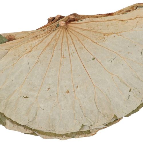 Trocken Lotus Blatt gross 450 Gramm
