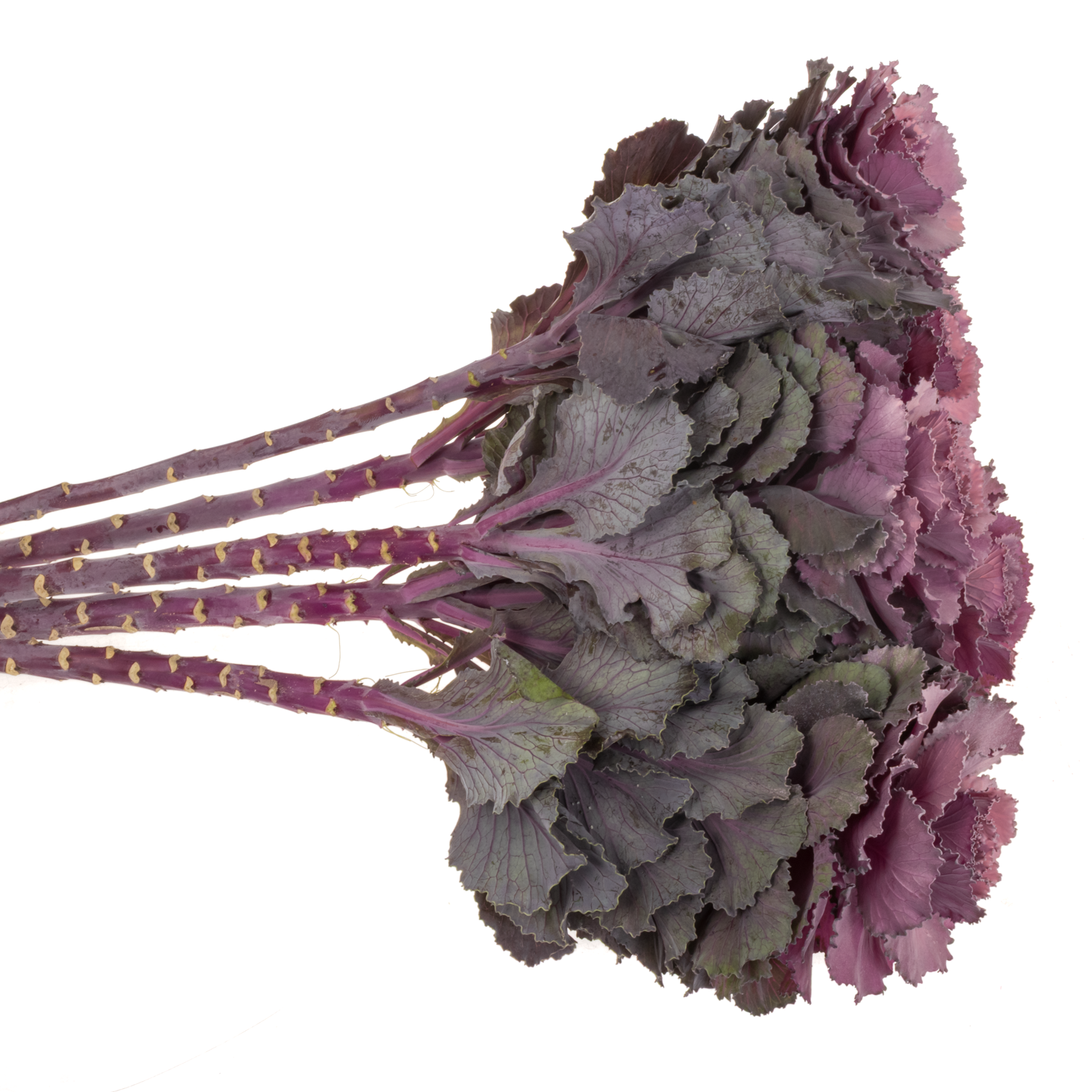 Zierkohl lila/milka gefärbt 60cm