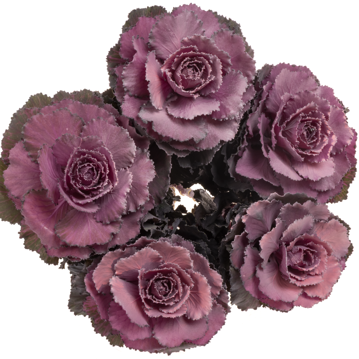 Zierkohl lila/milka gefärbt 60cm