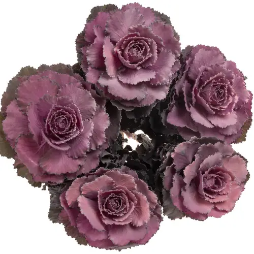 Zierkohl lila/milka gefärbt 60cm