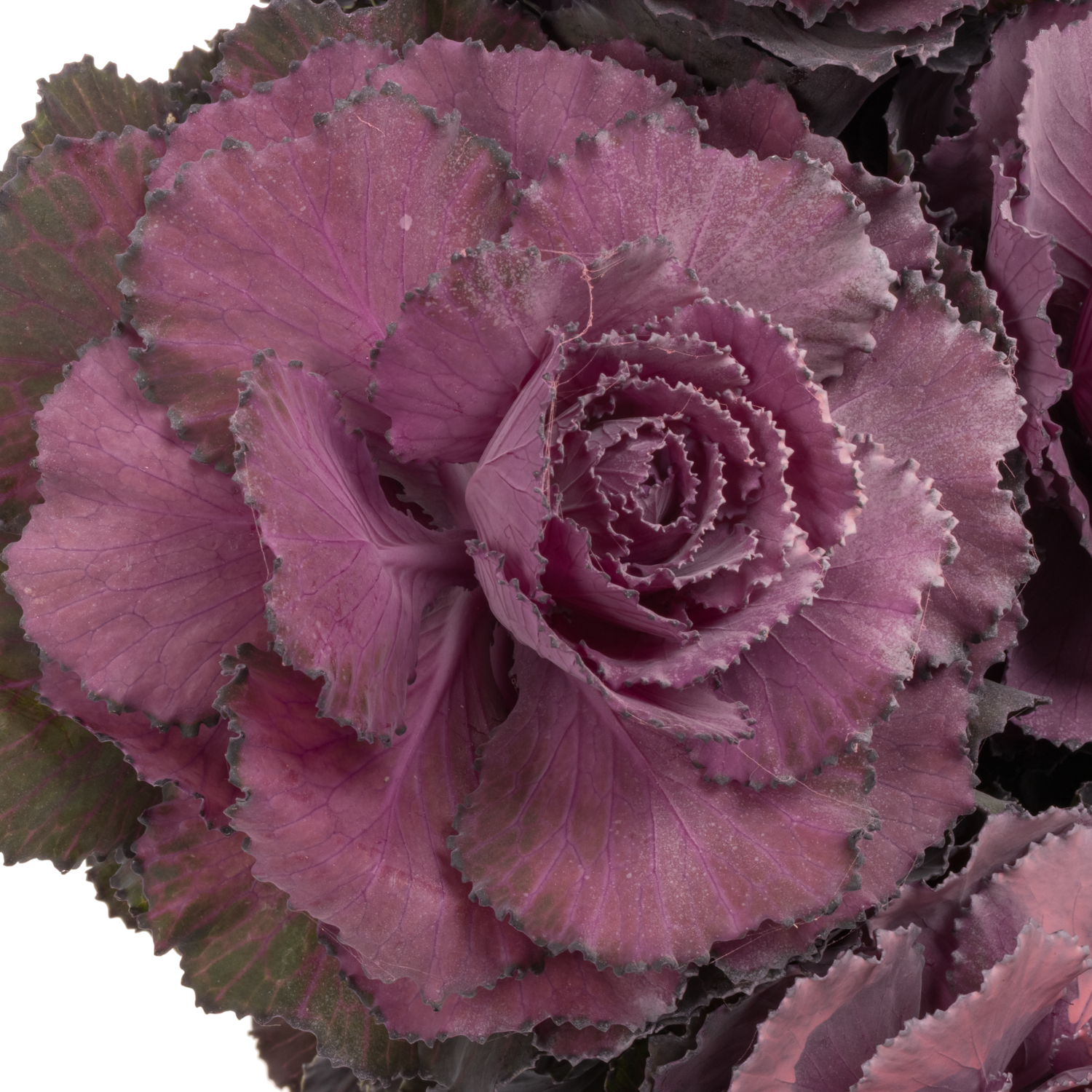 Zierkohl lila/milka gefärbt 60cm