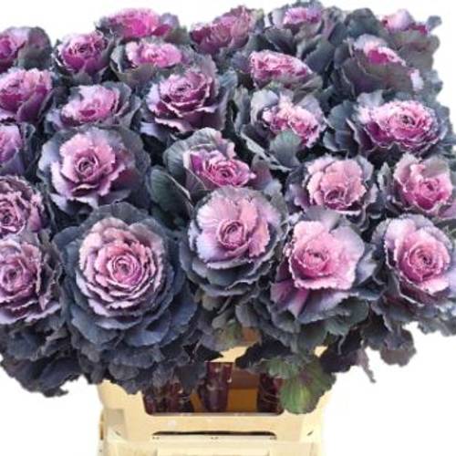 Zierkohl lila/milka gefärbt 60cm