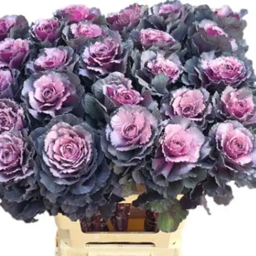 Zierkohl lila/milka gefärbt 60cm