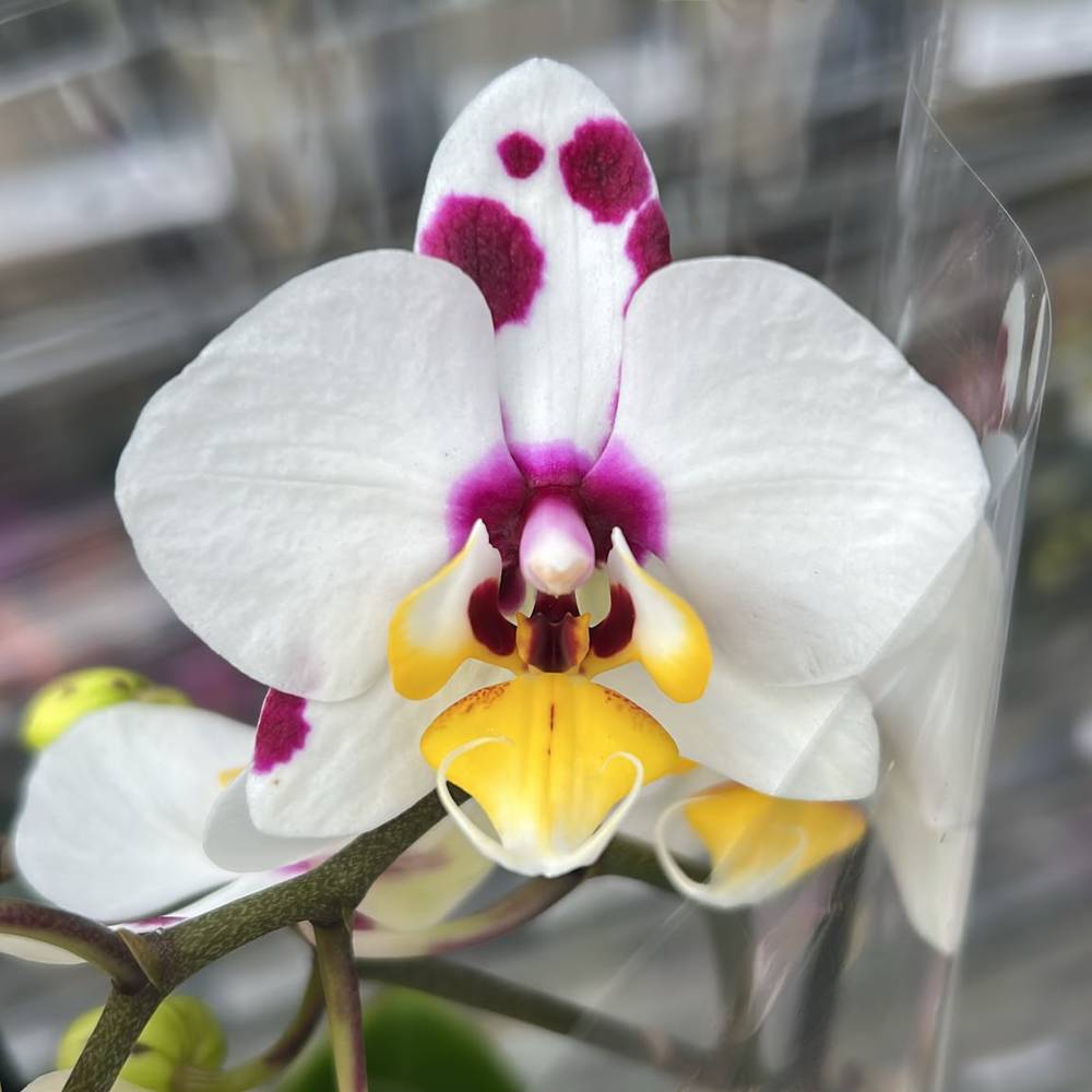Phal.2-R weiss Exclusief T09 H040