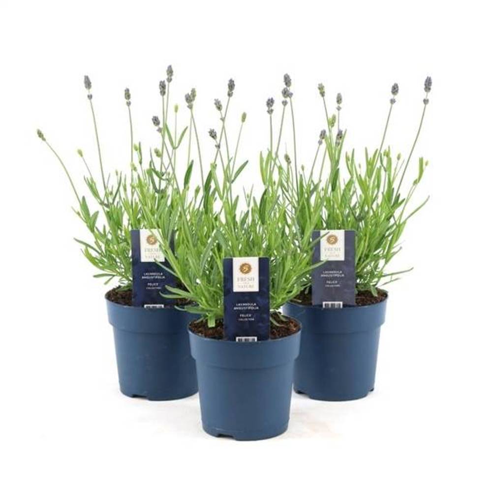 Lavendel Ang. Felice T12 H30