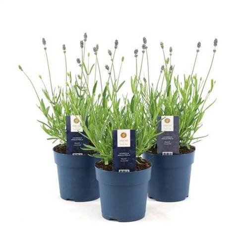 Lavendel Ang. Felice T12 H30