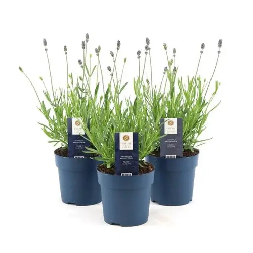 Lavendel Ang. Felice T12 H30
