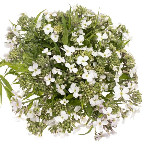 Hesperis weiss 80cm