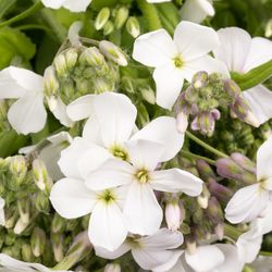 Hesperis weiss 80cm