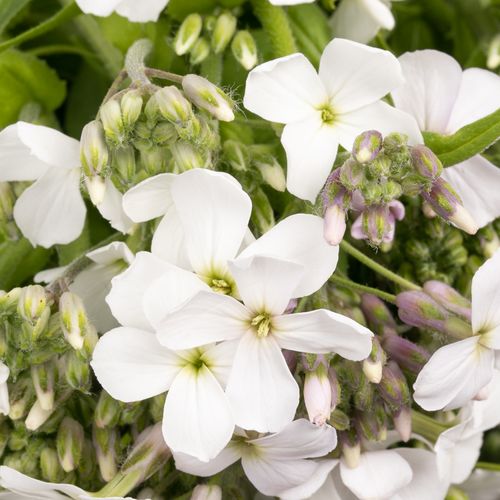 Hesperis weiss 80cm