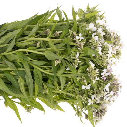 Hesperis weiss 80cm