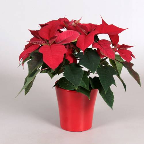 Poinsettia rot Mars im Stefanie Topf T12 H035