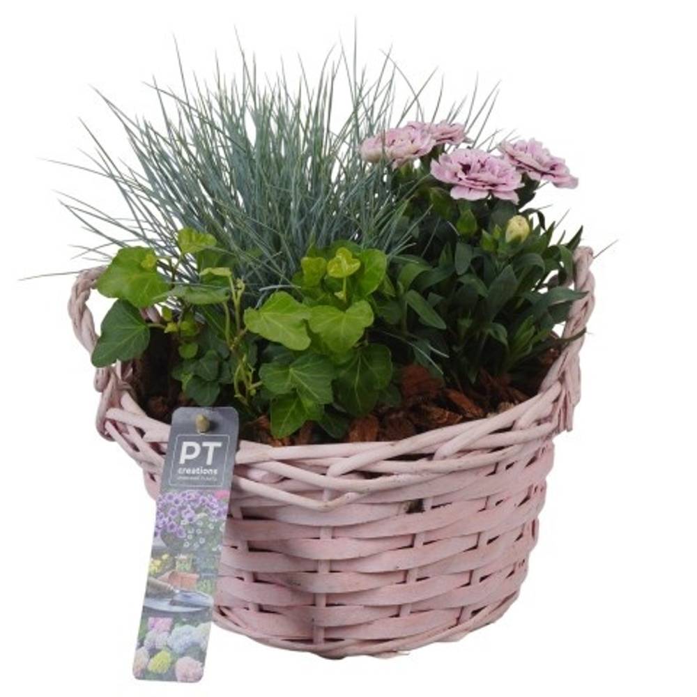 Garten.Arr PTSO8318 T20 H024