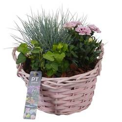 Garten.Arr PTSO8318 T20 H024