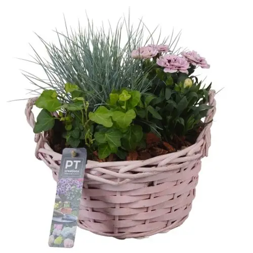 Garten.Arr PTSO8318 T20 H024