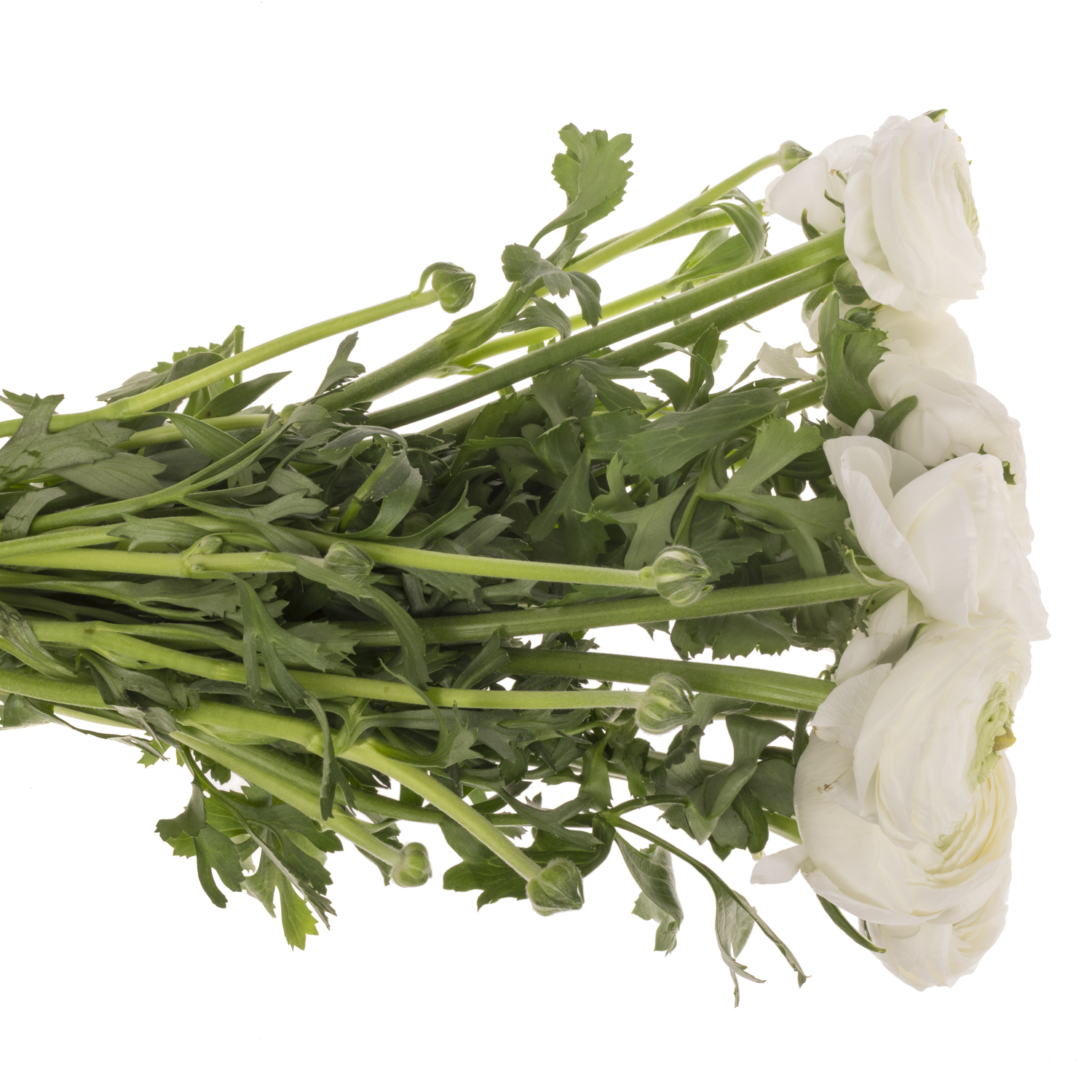 Ranunkel weiss Cloni Polar Super  40cm